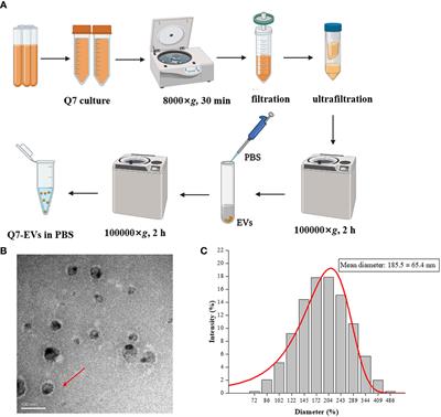 Effect of Extracellular Vesicles Derived From Lactobacillus plantarum Q7 on Gut Microbiota and Ulcerative Colitis in Mice